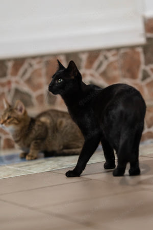 Katze Salem sucht Zuhause mit Freigang Bild 4