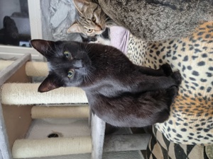 Katze Salem sucht Zuhause mit Freigang Bild 8