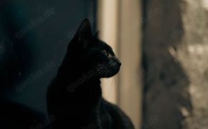 Katze Salem sucht Zuhause mit Freigang Bild 2