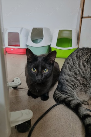 Katze Salem sucht Zuhause mit Freigang Bild 9