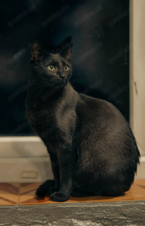 Katze Salem sucht Zuhause mit Freigang Bild 6