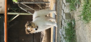 umzugsbereit! reinr. Colliewelpen, Rüden, m. Ahnentafel 