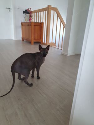 Bkh & Sphynx suchen neues Zuhause 