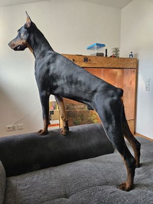 Dobermann Deckrüde