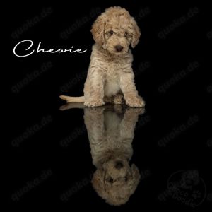 F1b Labradoodle Welpen