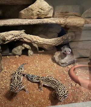 Drei schöne Leopard Geckos Mädchen mit großem Terrarium und Zubehör