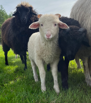 Biete Klauenpflege für Ziegen und Schafe 