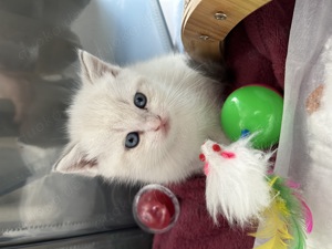 BKH Kitten Reinrassig Blue Point Tabby