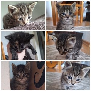 Hauskatzen-babys (Tabby Musterung) zu verschenken!