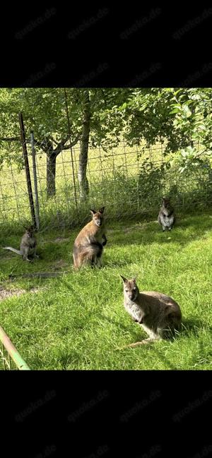 Bennett Känguru Wallaby Nachzucht Weibchen und Männchen