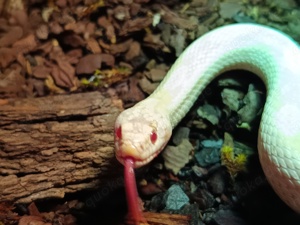 Kornnattern Snow Cornsnake 