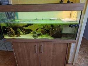 Aquarium miz wasserschildkröten