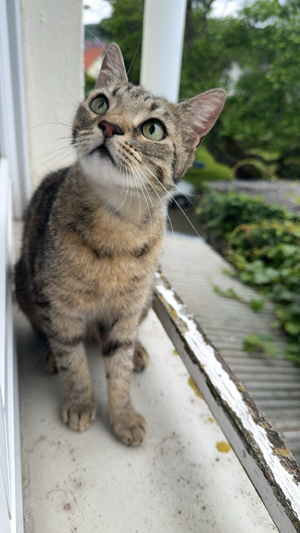 Katze sucht neues Zuhause  Bild 7