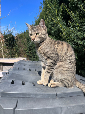 Katze sucht neues Zuhause  Bild 2