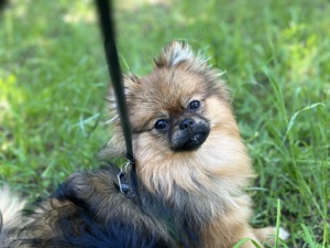 Pomeranian Hündin