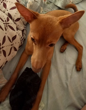 Rehpinscher zu verkaufen