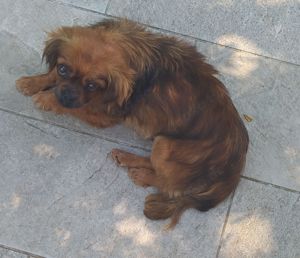 Pekinese Hündin 1j 20cm 5kg RUHIGER CHARAKTER  Ausreise nach Adoption