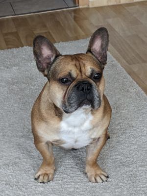 Französische Bulldogge 