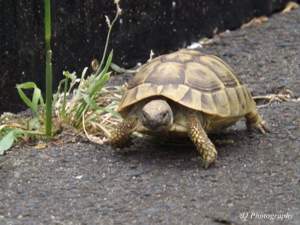 Grieschiche Landschildkröten 