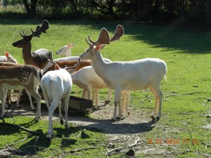 Biete - Tausche Bild 3