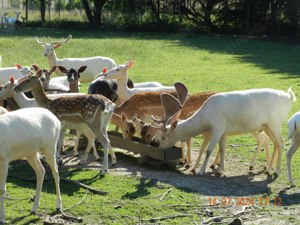 Biete - Tausche Bild 2