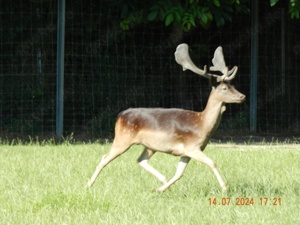 Biete - Tausche Bild 4