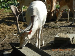 Biete - Tausche Bild 5