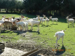 Biete - Tausche Bild 7