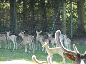 Biete - Tausche Bild 8