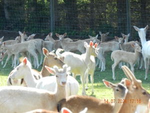 Biete - Tausche Bild 9