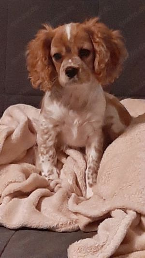 cavalier king charles spaniel