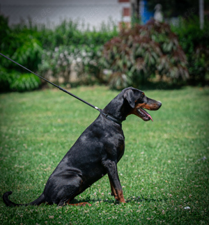 Dobermann Junghündin - 11. Monate alt - Name: Bonny