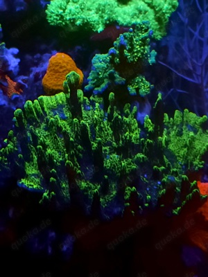 Meerwasser Korallen ableger Montipora Confusa