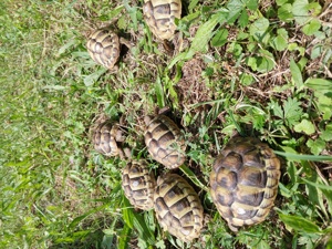 Griechische Landschildkröten NZ 2022 und 21 Testudo Hermanni Boettgeri