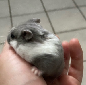 Hamster Baby Junge 6 Wochen alt zahm