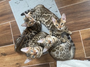 Bengal Kitten Männlich Weiblich