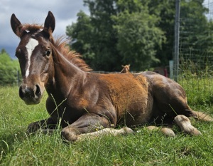 Paint Horse Absetzer