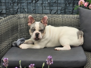 Französische Bulldogge blue merle