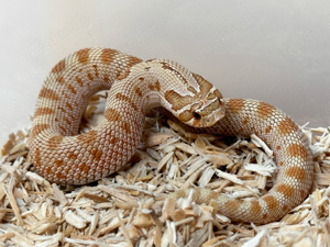 Heterodon Nasicus, Hakennasennatter 1.1 Toffeebelly Conda het Stormcloud