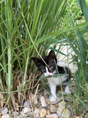 Jungen sehr zutraulichen und an Hunde gewöhnten Kater (Hauskatze) zu verkaufen  