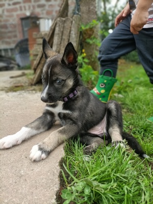 Husky Welpen zu verkaufen 