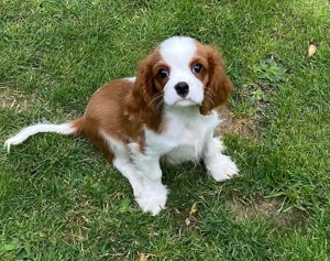 Cavalier King Charles Spaniel Welpen