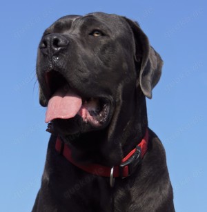 Cane Corso Welpen reinrassig, mit Ahnentafel