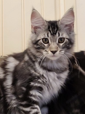 Reinrassige Maine Coon Kitten