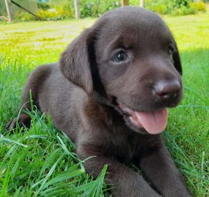 ** Schokobraune reinrassige Labrador Welpen !! mit Paperiere !! ** Hundewelpen Hund Hobbyaufzucht 