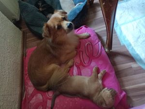 Deckrüde, kleiner Mischling Bild 5