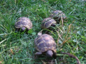 Maurische Landschildkröten-Eigene Nachzuchten 2022 mit EU-Bescheinigung