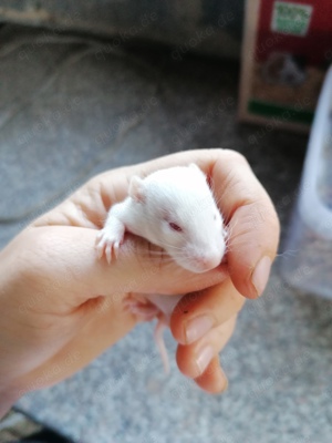 Albino Ratten 