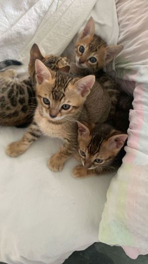 bengal burma mix katzenbaby katze kitten