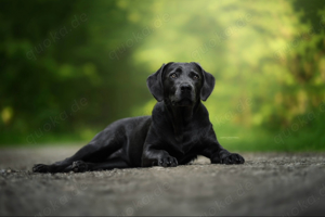 reinrassige Labrador Hündin